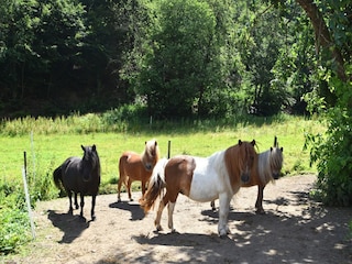 Appartement Frankenau  36