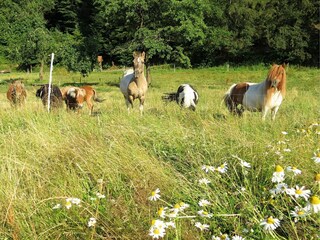 Apartamento Frankenau Entorno 34