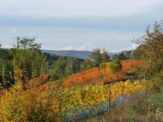Appartement Ballenstedt Environnement 37