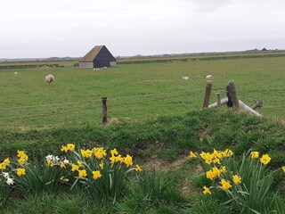 Landschaft auf Texel