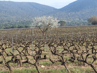 Casa per le vacanze Le Plan-de-la-Tour Ambiente 36