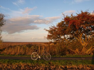 Boddenlandschaft im November