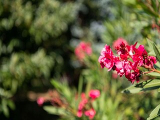 Villa Les Lèves-et-Thoumeyragues  39