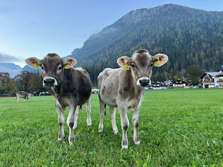 Nachbars Kühe vorm  Grünstein