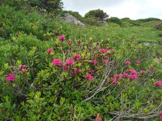 Casa de vacaciones Riezlern Entorno 17