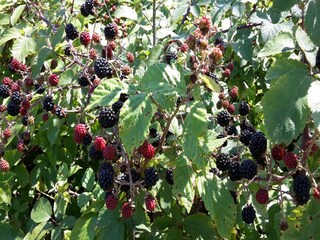 Maison de vacances Colognole  38