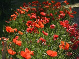 Maison de vacances Colognole  40