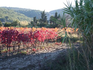 Casa per le vacanze Gruissan Ambiente 19