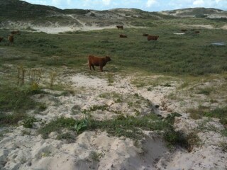 Appartamento per vacanze Egmond aan Zee Ambiente 17