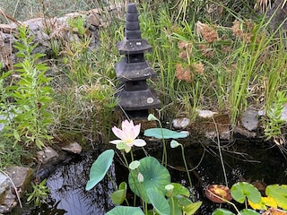Lotus in unserem Teich
