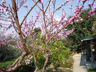 Pfirsichblüte