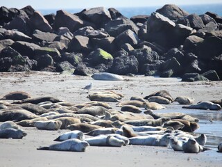 Seehunde vor Helgoland
