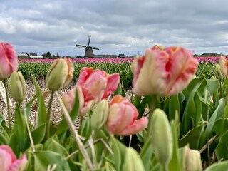 Bungalow Sint Maartenszee Ambiente 35