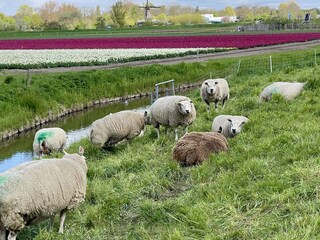 Vakantiehuis Sint Maartenszee Omgeving 52
