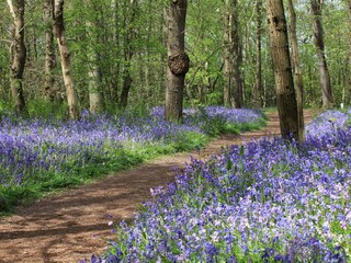 Bungalow Sint Maartenszee Omgeving 40