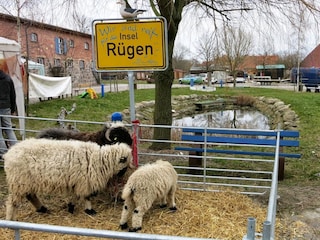 Rügenhof Arkona Bauernmarkt