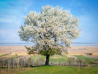 Appartamento per vacanze Mörbisch am See Ambiente 38