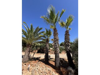 Tenuta Santanyi Registrazione all'aperto 5