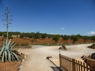 Finca Santanyi Omgeving 18