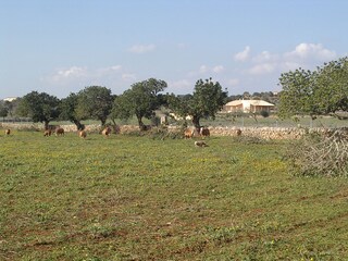 Finca Santanyi Omgeving 20