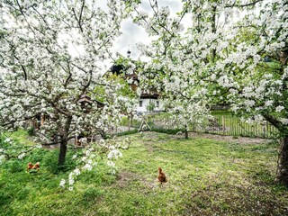 Chalet Piesendorf Umgebung 33