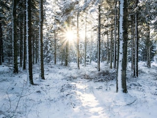 Thorsted Wald