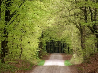 Buchenwald in Thorsted Wald