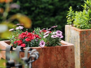 flowers on the terrace