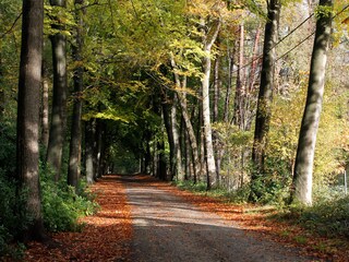 A walk in the surrounding woods