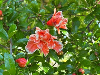 Granatapfel blumen