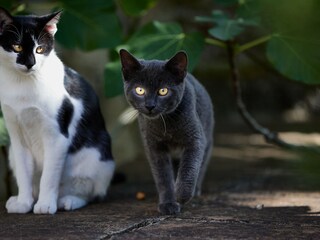 Doris und Alice