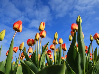 Tulpen
