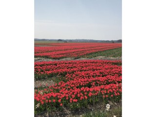 Vakantiehuis De Cocksdorp Omgeving 23