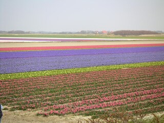 Vakantiehuis De Cocksdorp Omgeving 21