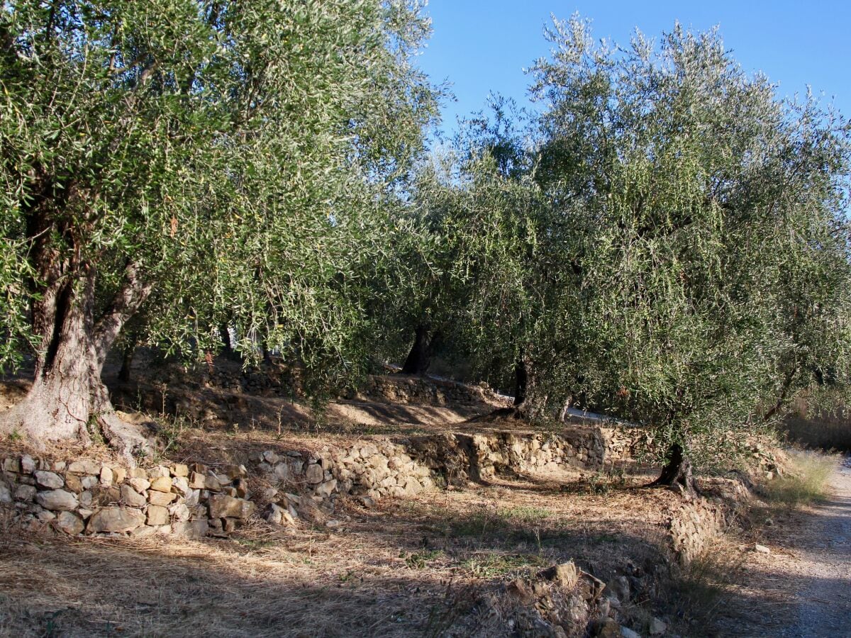 Nahe Olivenhaine laden zu Wanderungen ein