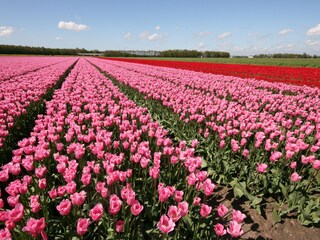 Tulpenfestival in Mai