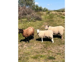 ... fressen aus der Hand.