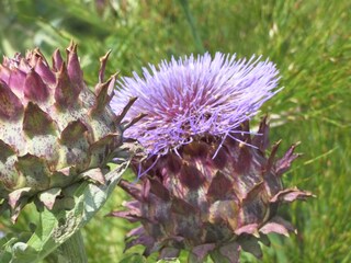 Irish Thistle