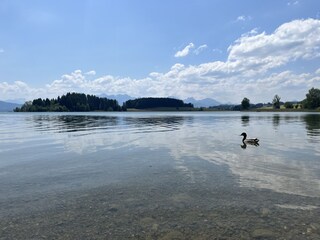 Appartement de vacances Halblech Environnement 21