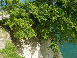 Chalk cliffs