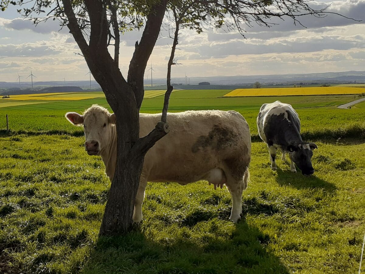 Kuhweide Richtung Mannebach