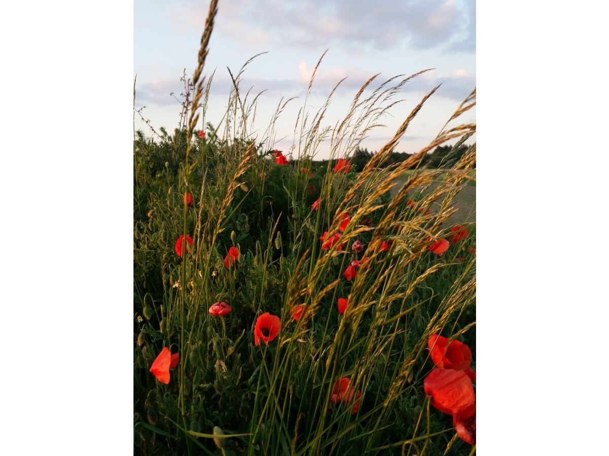 Klatschmohn am Wegrand