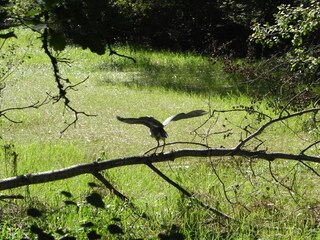 Ferienhaus Trippstadt Umgebung 26