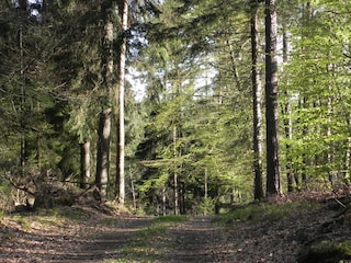 Ferienhaus Trippstadt Umgebung 29