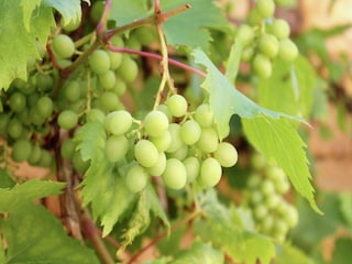 Casa per le vacanze Montaigu-de-Quercy Ambiente 31