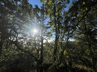 Vakantiehuis Montaigu-de-Quercy Omgeving 31