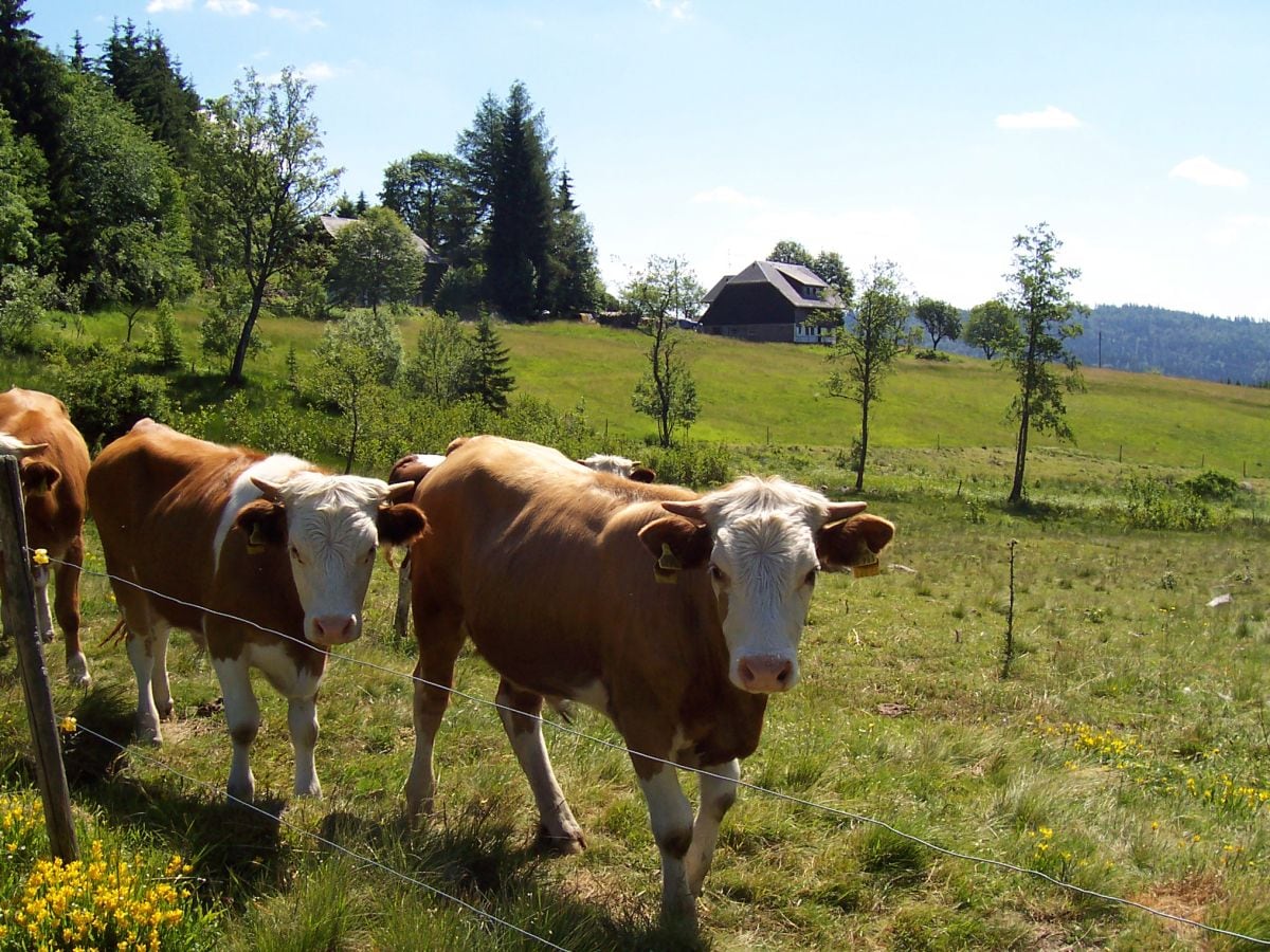 Kühe am Wegesrand