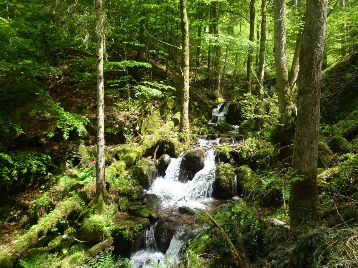 Wald Moos und Wasser