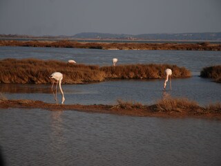 Casa per le vacanze Bizanet Ambiente 17