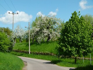 Baumblüte